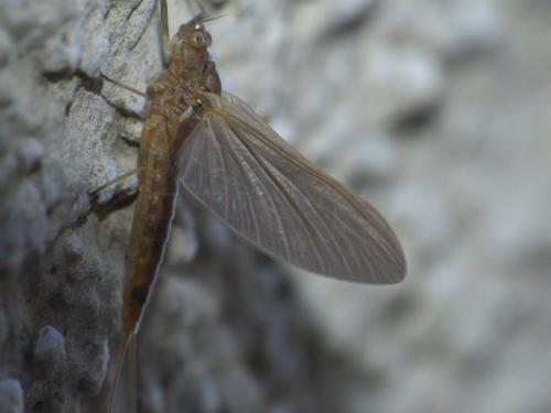 Cloeoninae